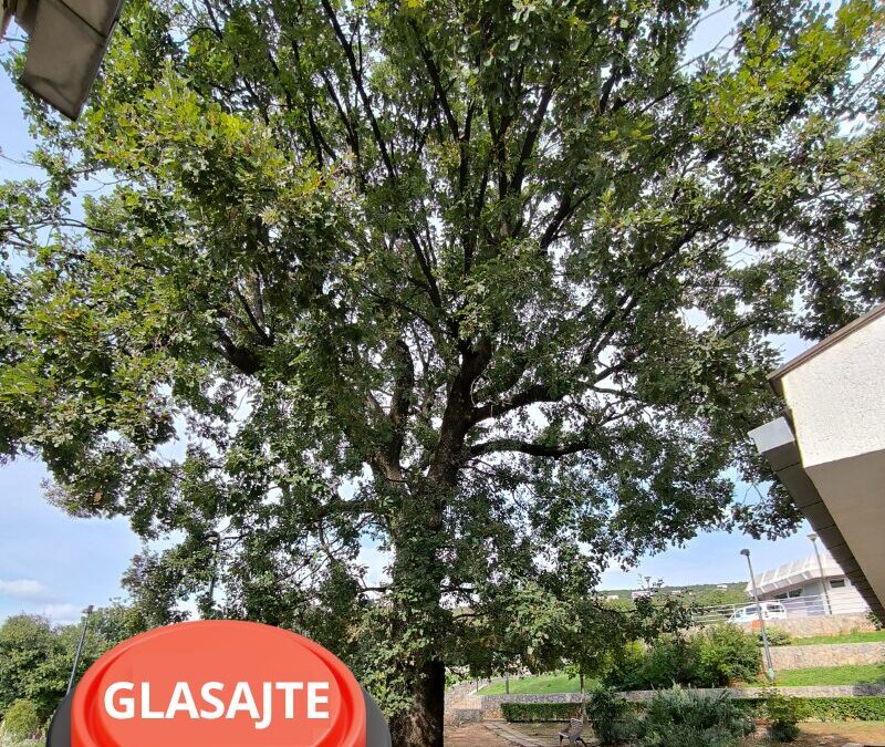 U finalu za NAJ stablo – glasovanje do kraja rujna